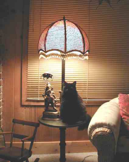 catonlamp.jpg