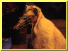 dsc00154.jpg